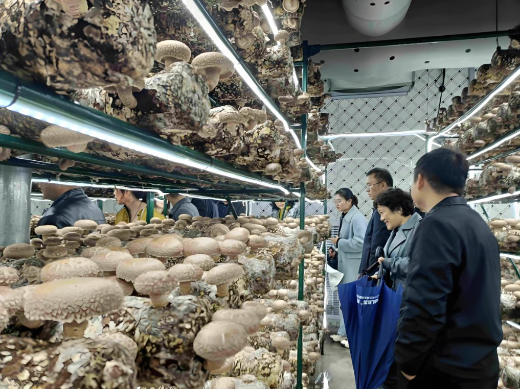 40 Foot Intelligent Mushroom Growing Container Farm Commercial Vertical Mushroom Hydroponic Farm Container