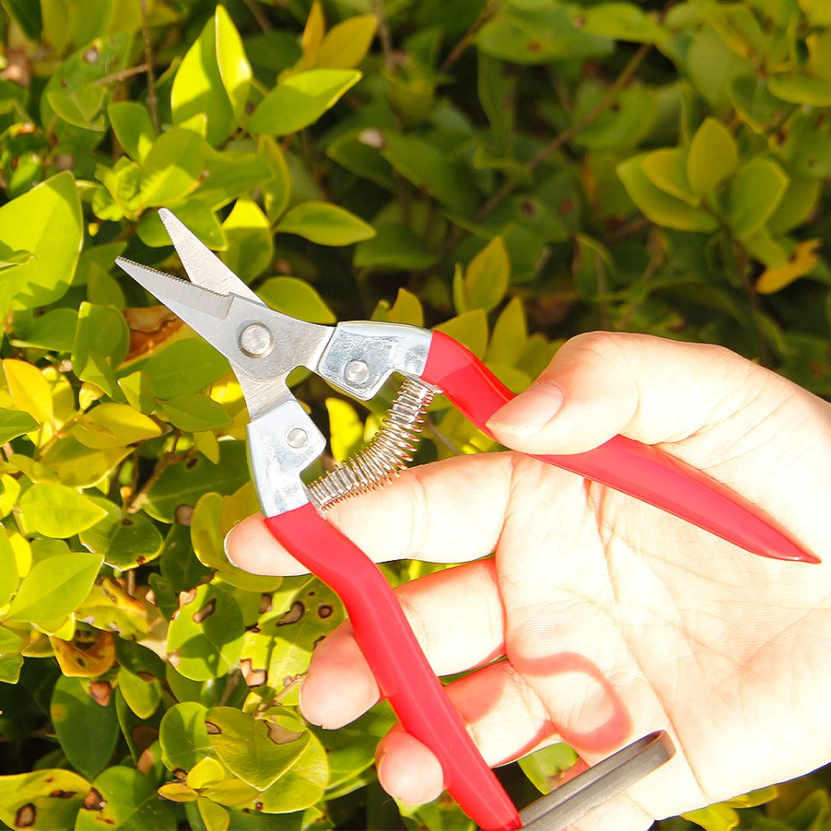 Professional Branded Straight Snip Fruit Harvesting Shears for Landscaping