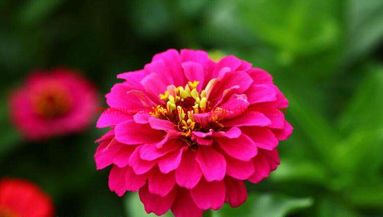Flower Zinnia Seeds for Garden Planting