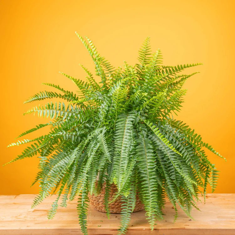 Fresh Plant Boston Fern for Home Decor