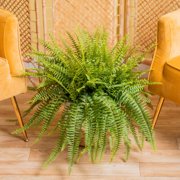 Fresh Plant Boston Fern for Home Decor