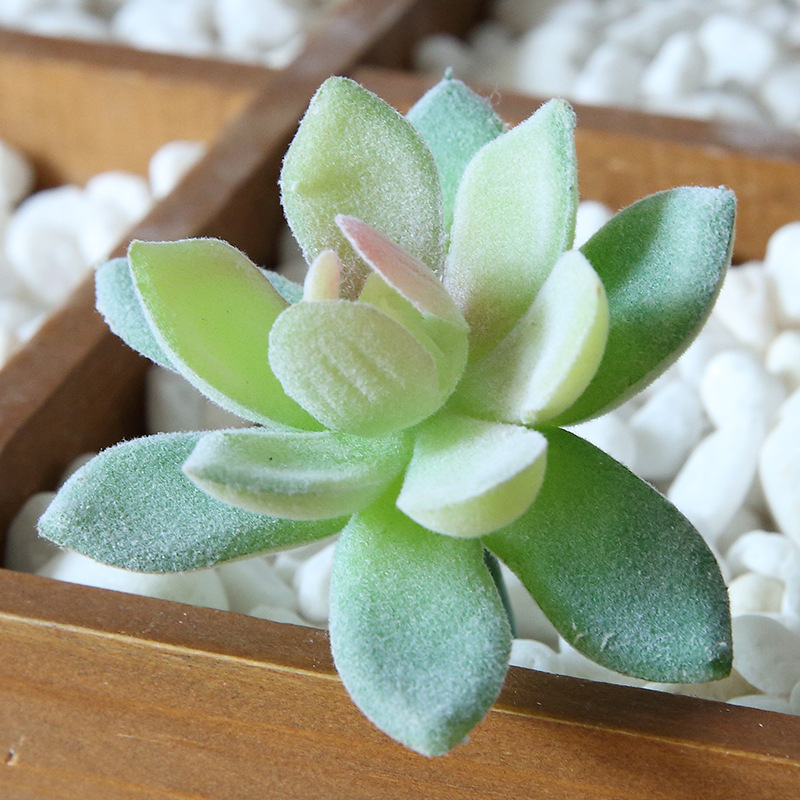 Суккуленты искусственные для дома сада