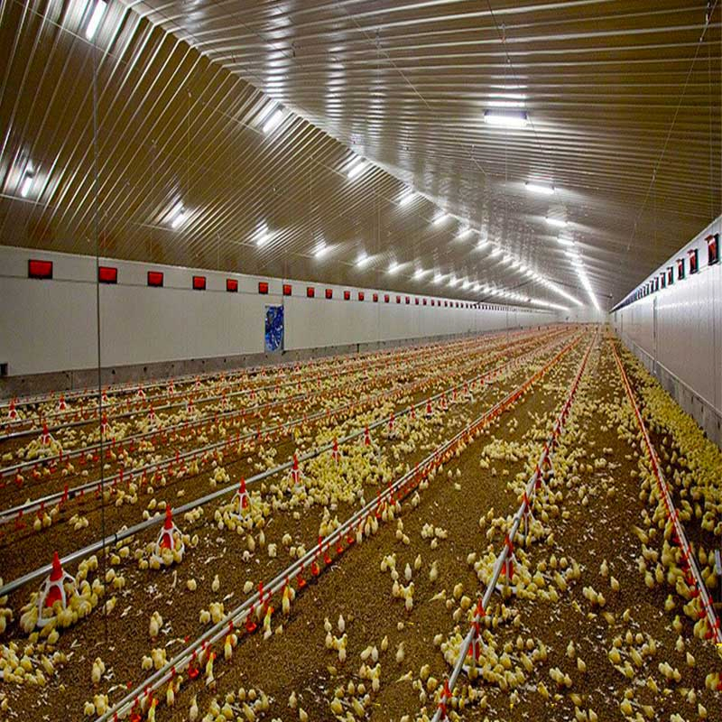 Energy-Efficient Prefabricated Steel Structure Chicken House -Insulated Chicken Stee Housing for Harsh Weather