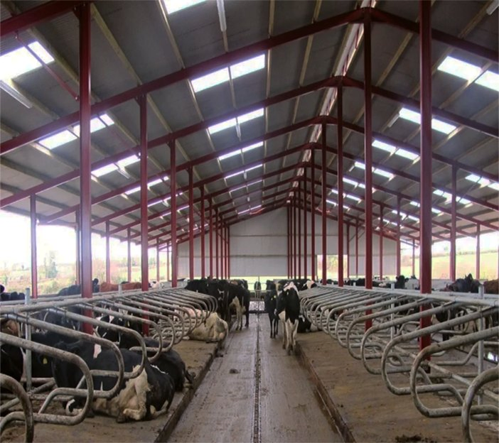 Prefabricated Light Steel Structure Dairy Cow Cattle Farm Shed Cow Shed