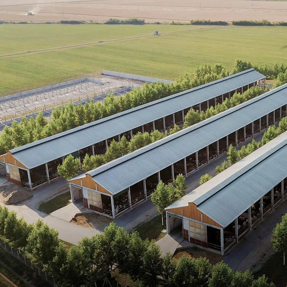 Prefabricated Steel Structure Livestock Farm Building