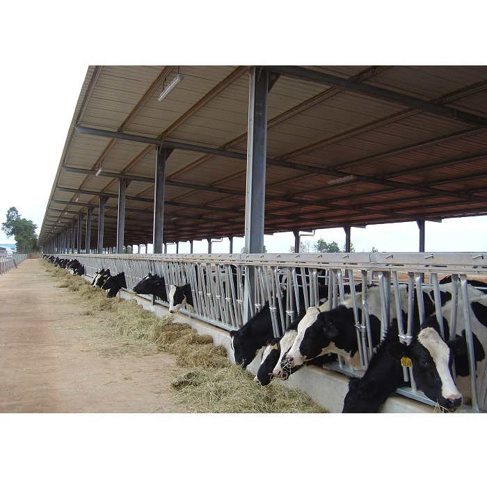 Modern Design Large Span Livestock Farm House Metal Frame Prefabricated Light Steel Frame Steel Structure Construction Pig Sheep Goat Cattle Cow Shed Building