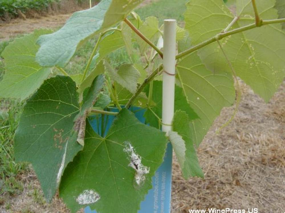 UV Resistant Durable Fiberglass Plant Stick