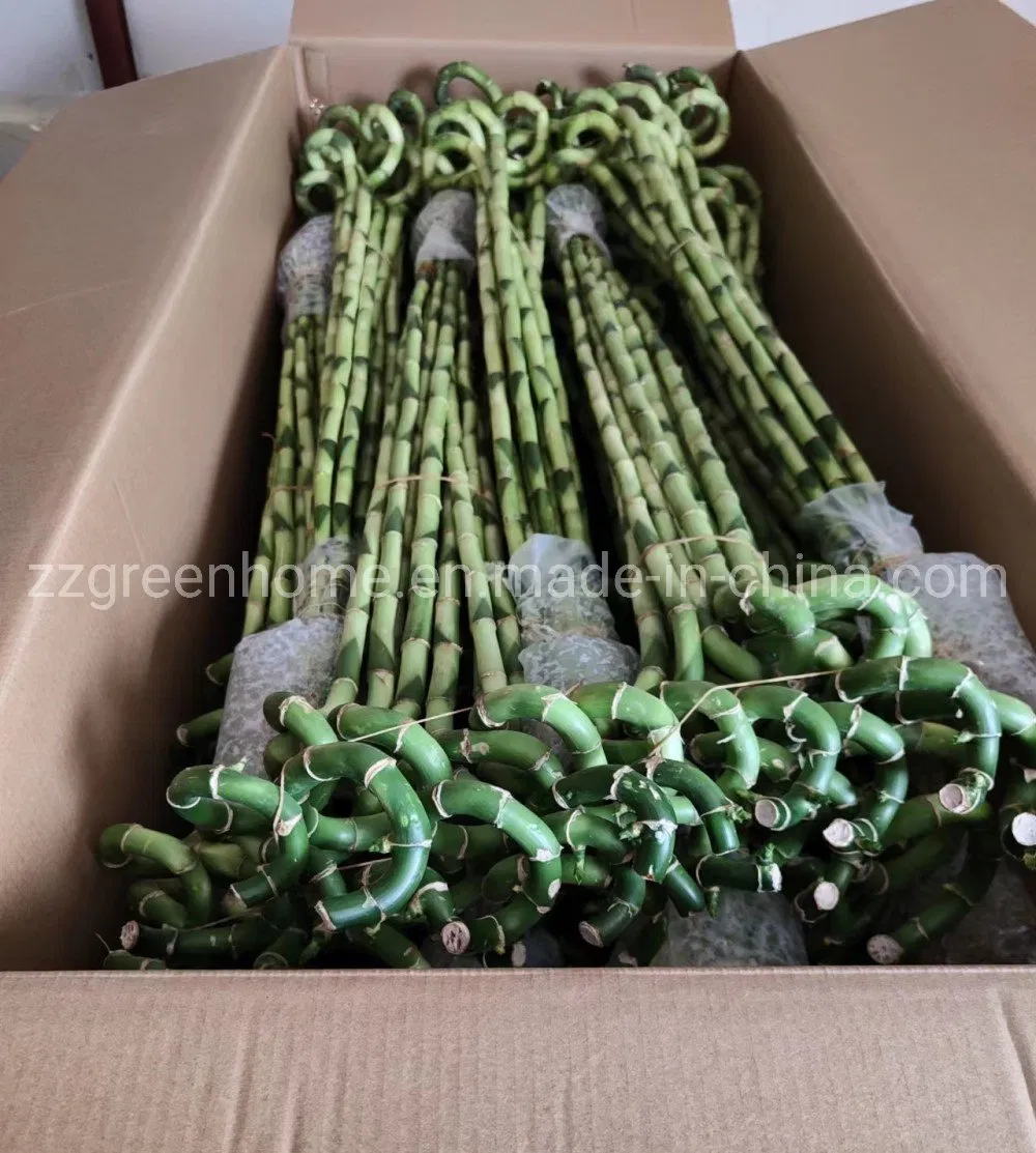 Fresh Cut Spiral Lucky Bamboo