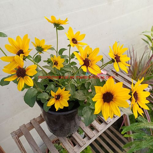 Multi Head Ornamental Sunflower Seeds for Garden Planting