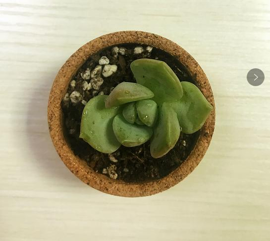 Indoor Desktop Plant Flowerpot Garden Pots Ceramic Cork Flower Pots & Planters