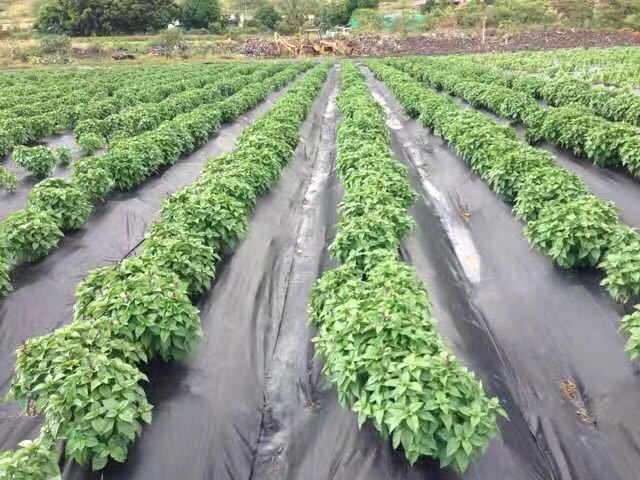 Geo Fabric Geotech Fabric Woven Geotextile