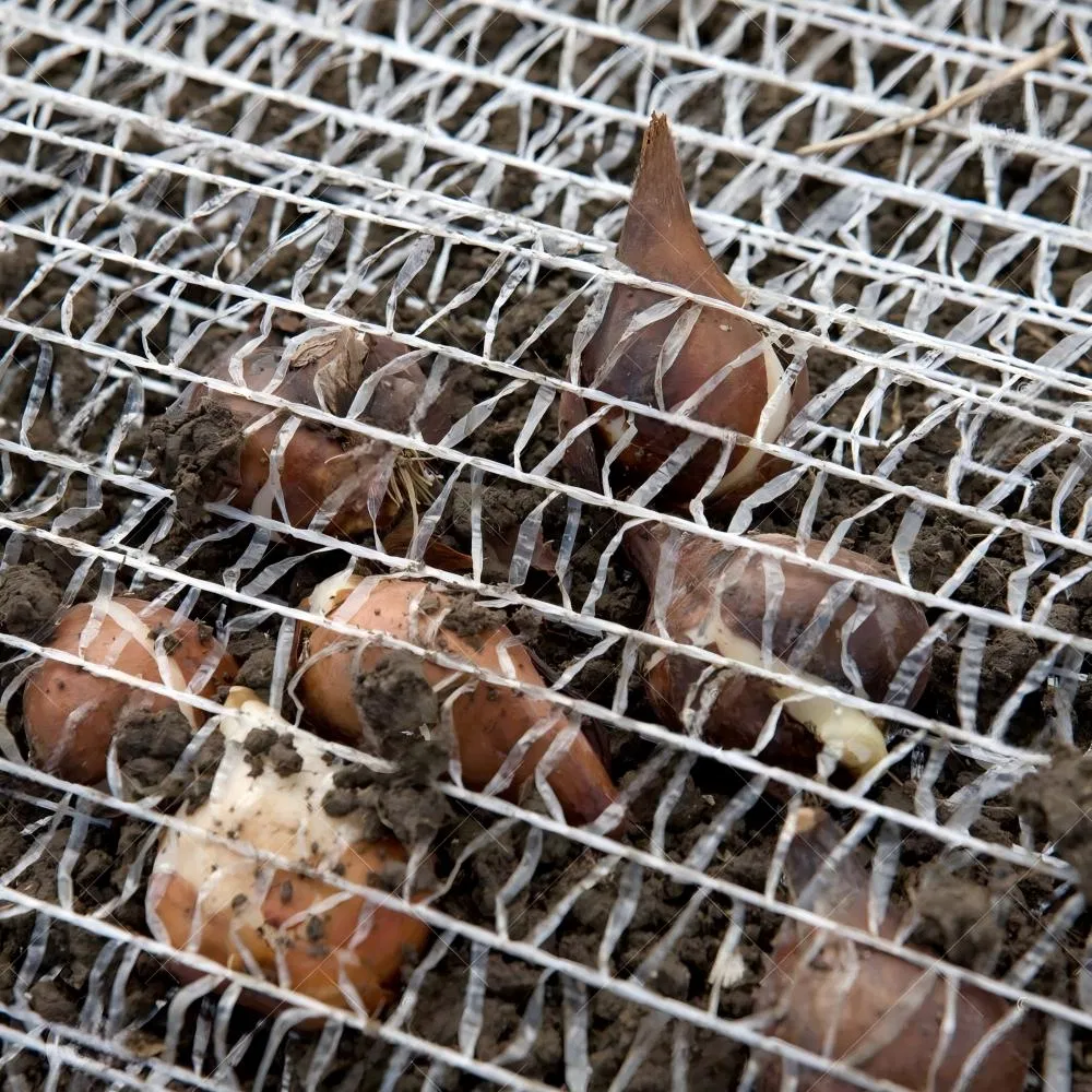 China 155cmx5000m Flower Bulb Nets Tulip Bulbs Planting Net for Mechanical Harvesting