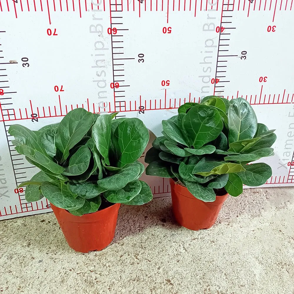Real Plants Ficus Bambino Plants of High Quality Indoor Ornament Nursery