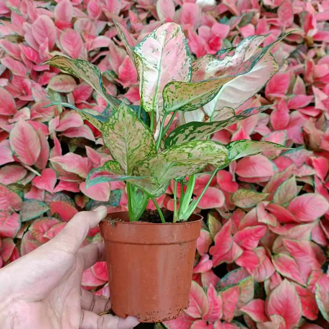 Red Ruby Aglaonema Tray Seedling Indoor Live Plants Aglaonema Tissue Culture