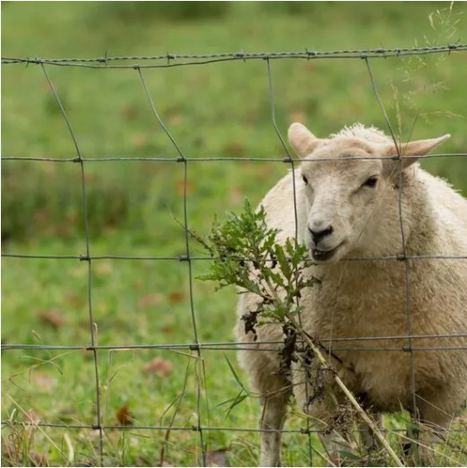 Deer Fence Livestock Fixed Fence Cattle Horse Sheep Field Fence