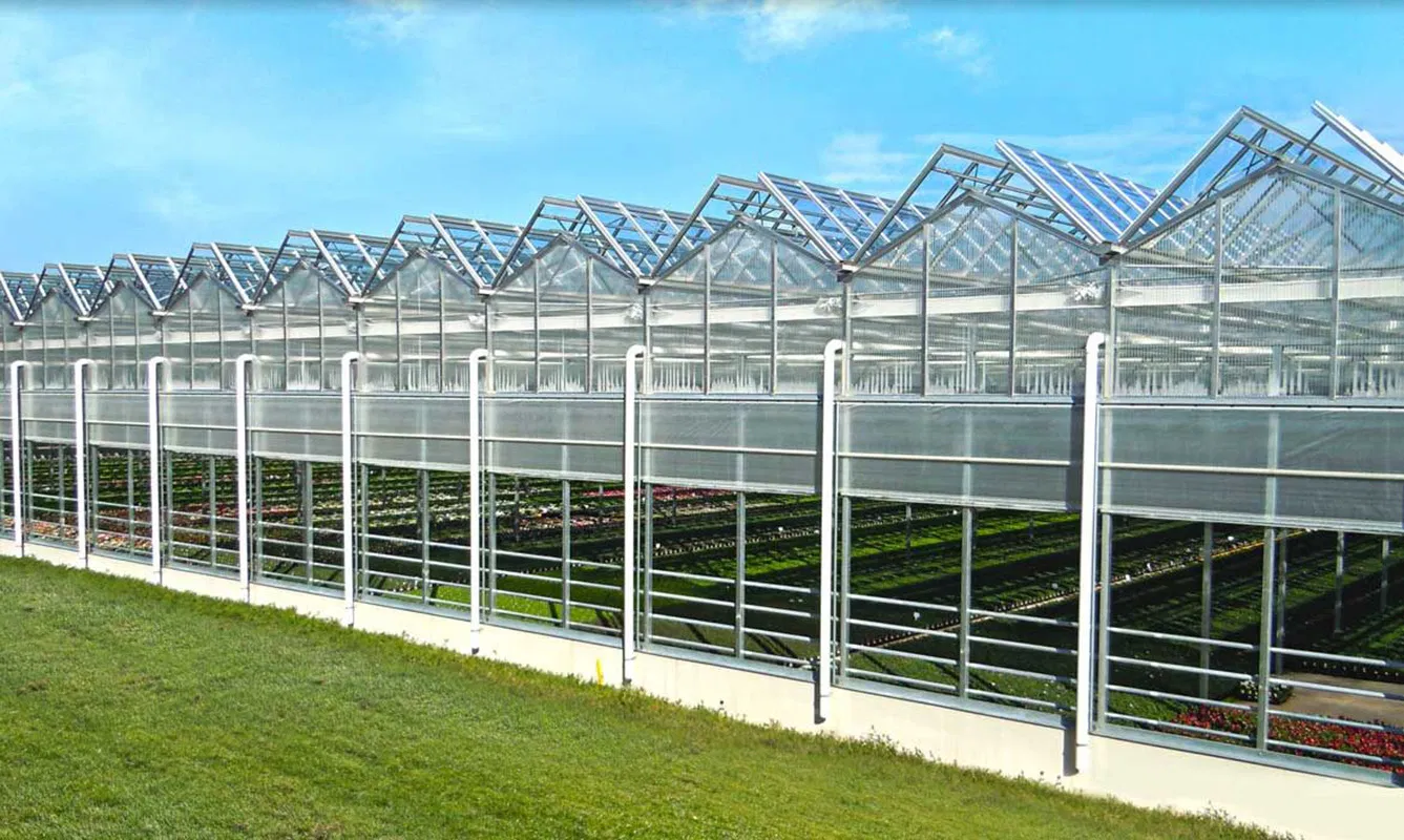 Structural Steel Fabrication Modular Steel Structure Greenhouse for Horticultural Use