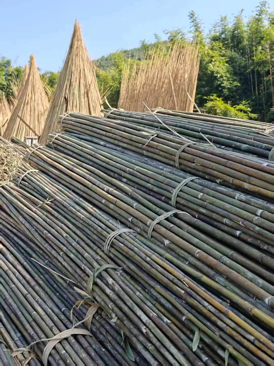 High Quality Nature Bamboo Cane Stake Dia. 22-24mm X 300cm for Plants Grow and Decorative