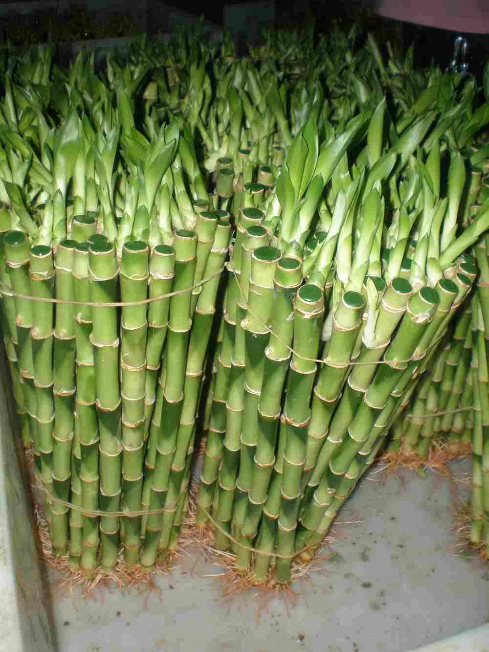 45cm Garden Ornaments Lucky Bamboo Straight Bamboo Stick Wholesale Price
