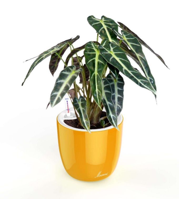 Real Plants Alocasia Bambino Indoor Plants Wholesale