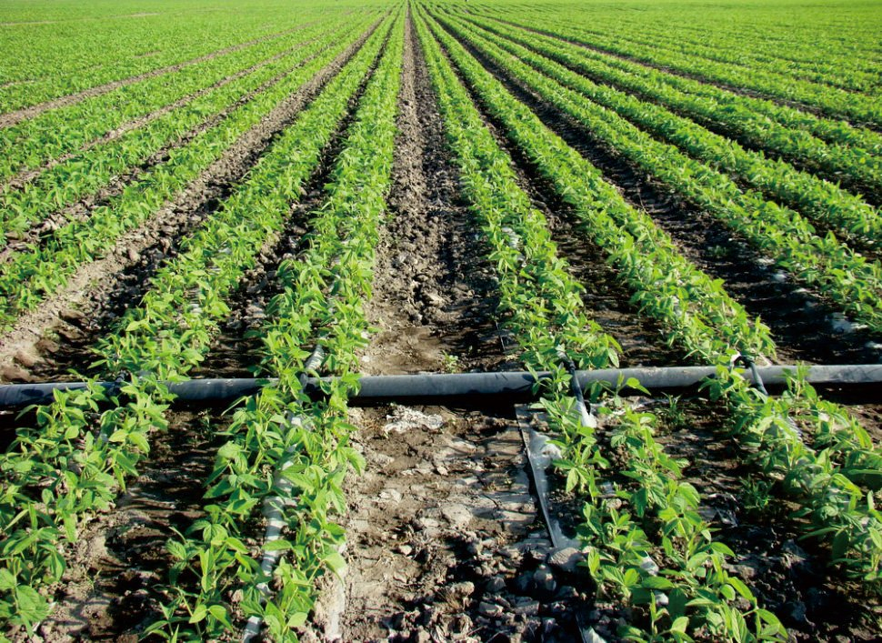 Agriculture PE Drip Hose 16mm Greenhouse Drip Irrigation Tape