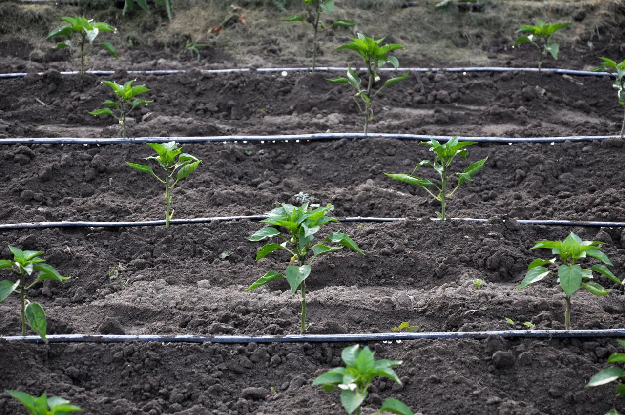 Chinese Greenhouse Agriculture Drip Irrigation for Sale Greenhouse Micro Drip Irrigation System Price