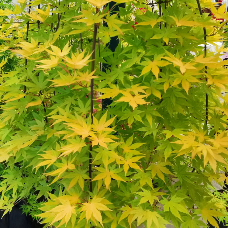 Hot Sale Multi-Color Maple Weeping Branch Acer Palmatum Tree Seedling for Growing