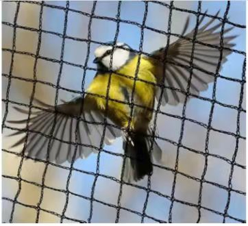 HDPE Protection Net for Crop Barrier and Orchard Anti-Bird Netting