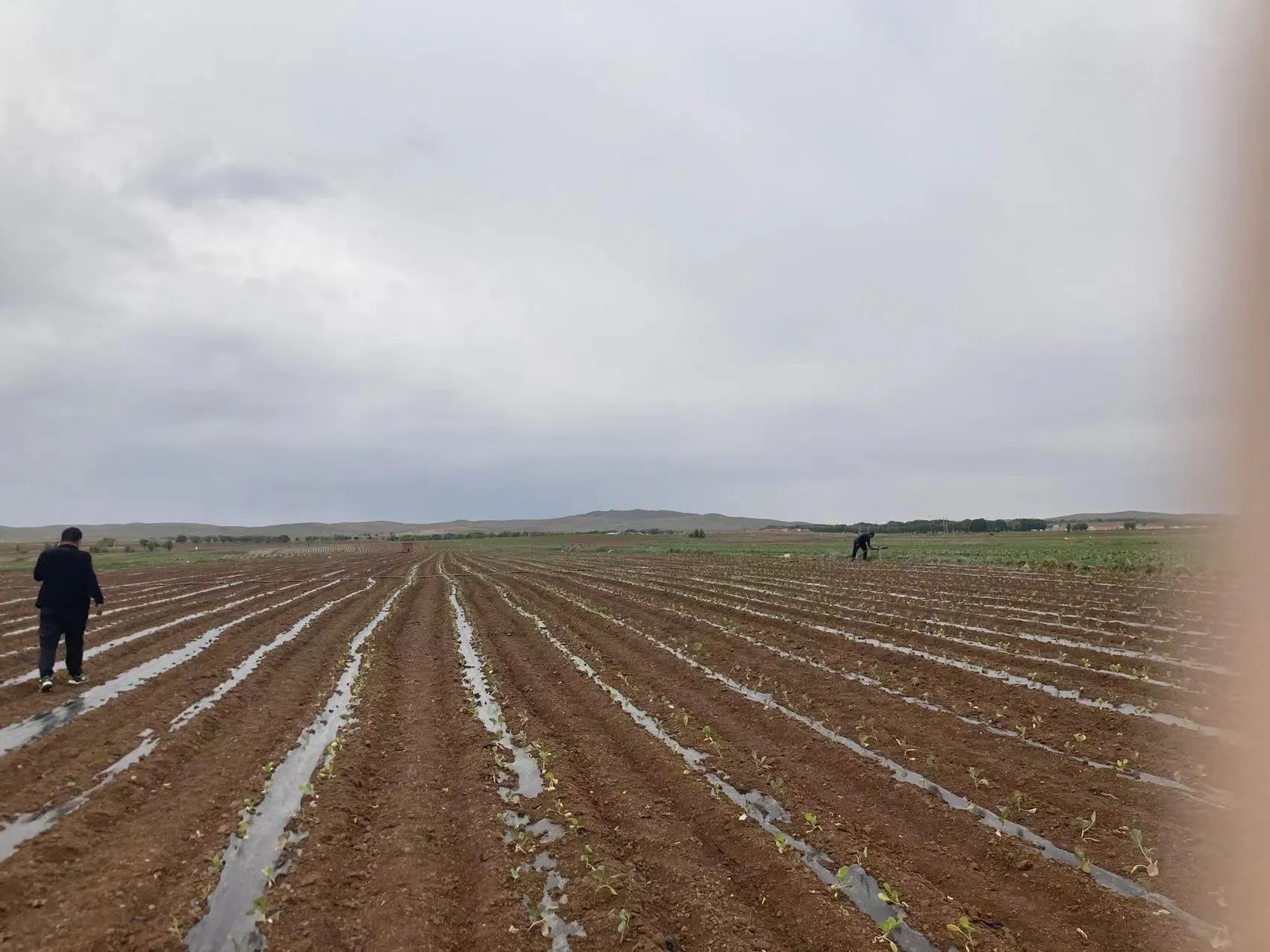 Agriculture PE Drip Hose 16mm Greenhouse Drip Irrigation Tape