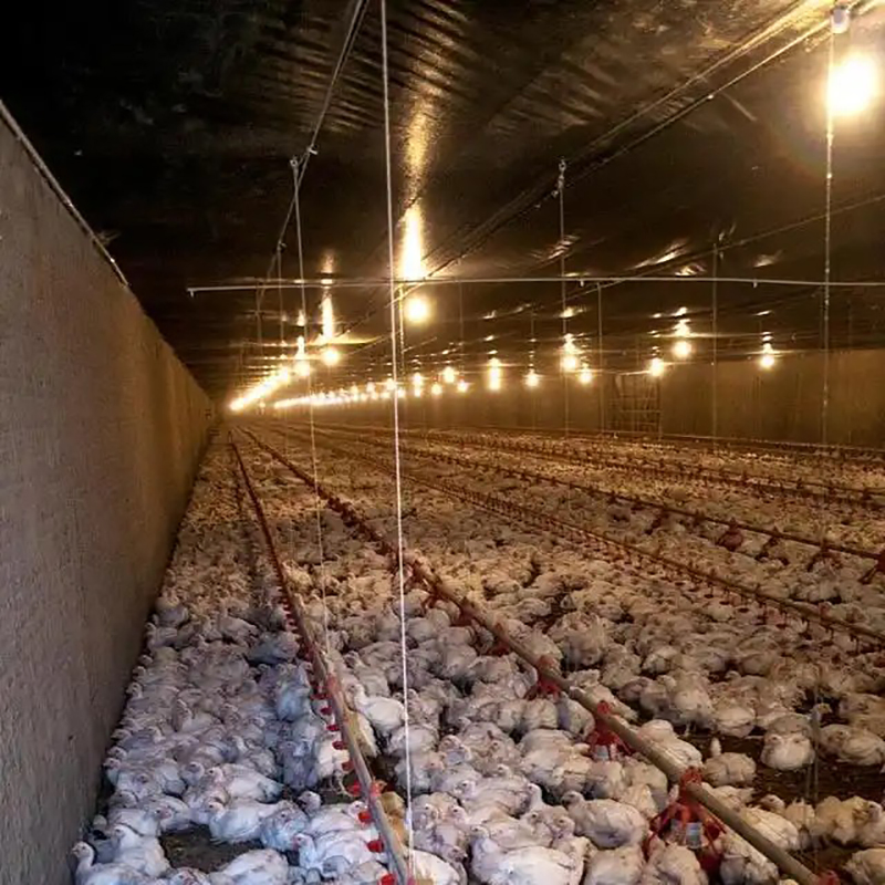 Ventilated Design Steel Structure Automatic Poultry Farm Chicken House