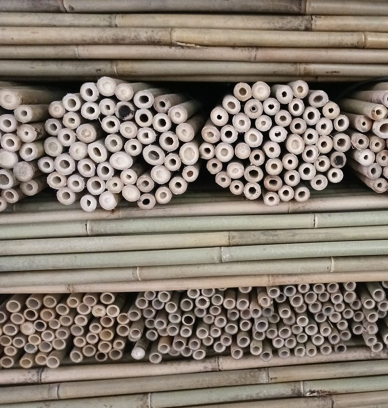 Tonkin Bamboo Is The Strongest Species of Bamboo
