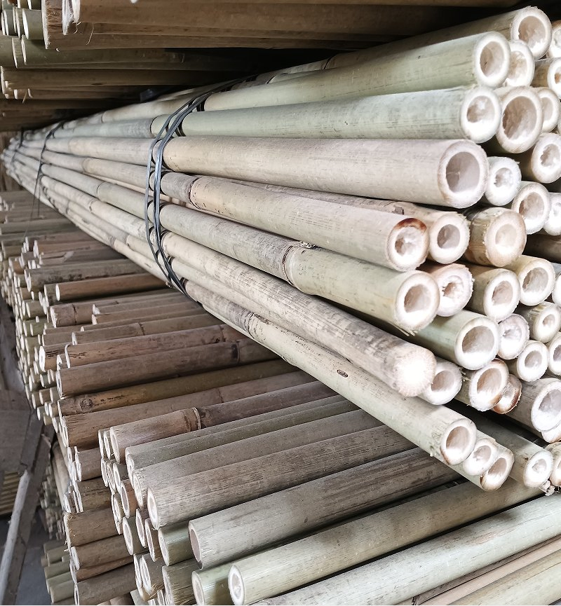 Tea Bamboo Cane Also Called Sometimes Tsinglee Bamboo Pole