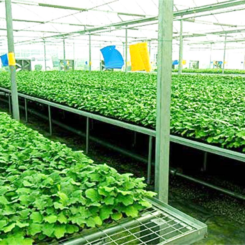 Manufacture Hot DIP Galvanized Steel Garden Hydroponics Green House with Insulation System