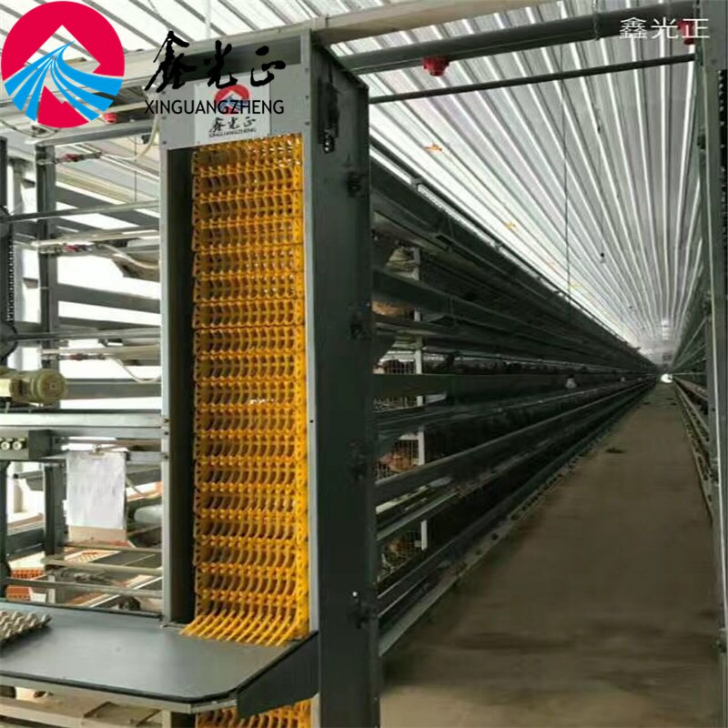 Automatic Chicken Egg Laying Cage for Poultry Farm House