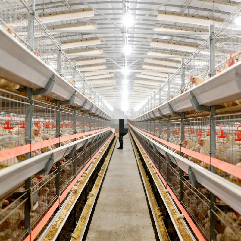 Custom-Sized Light-Transmitting Anti-Corrosion Livestock Steel Cattle Sheds, Chicken Coops & Horse Stables