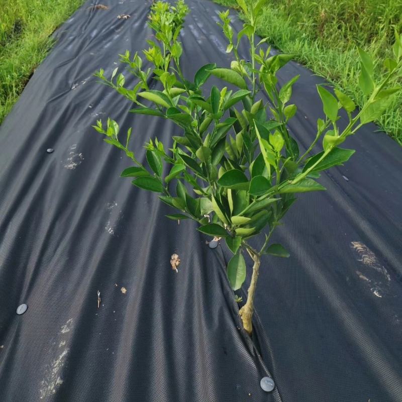 Degradable 70g Anti-Grass Ground Cloth with Nails for Gardening/Greenhouse/Herbs Culture