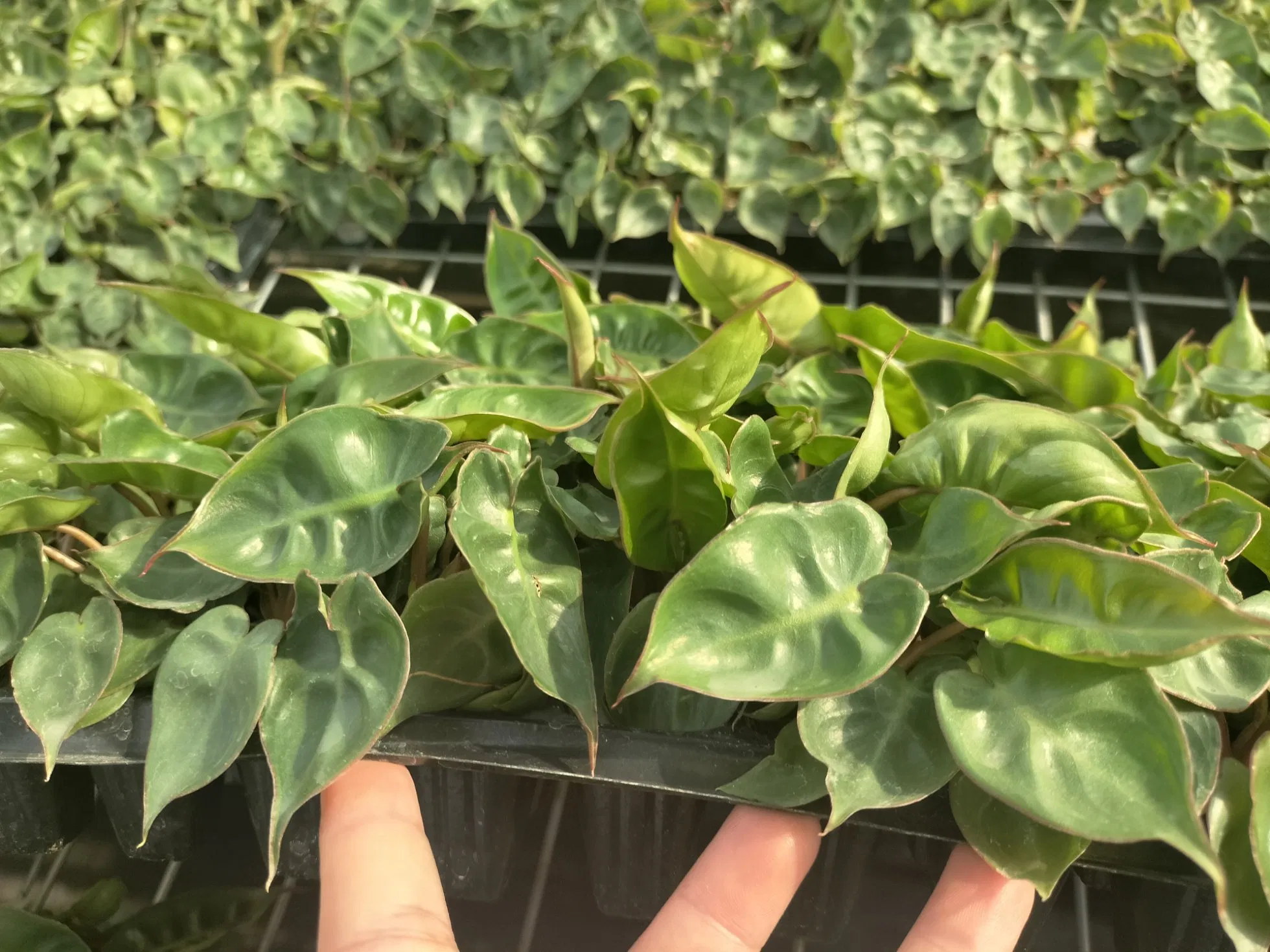 Philodendron Billietiae Tissue Culture Live Plants Plugs