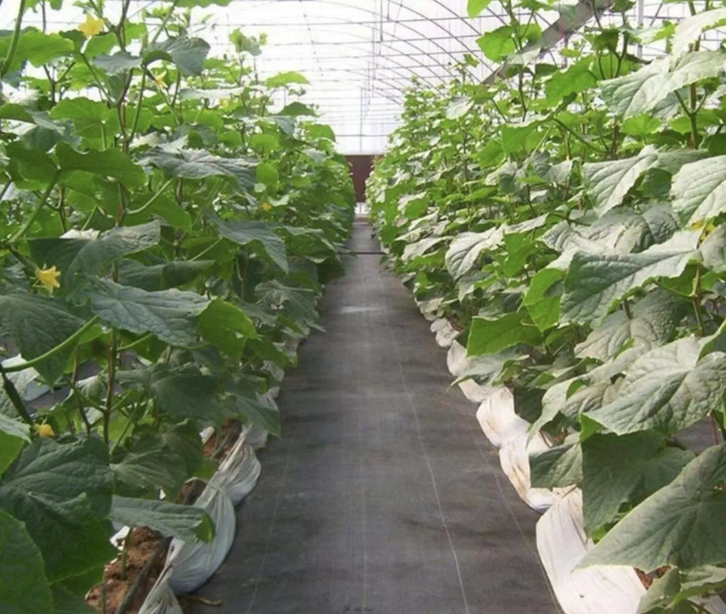 Agriculture Ground Cover Anti-Weed Mat Anti Grass PP Woven Geotextile