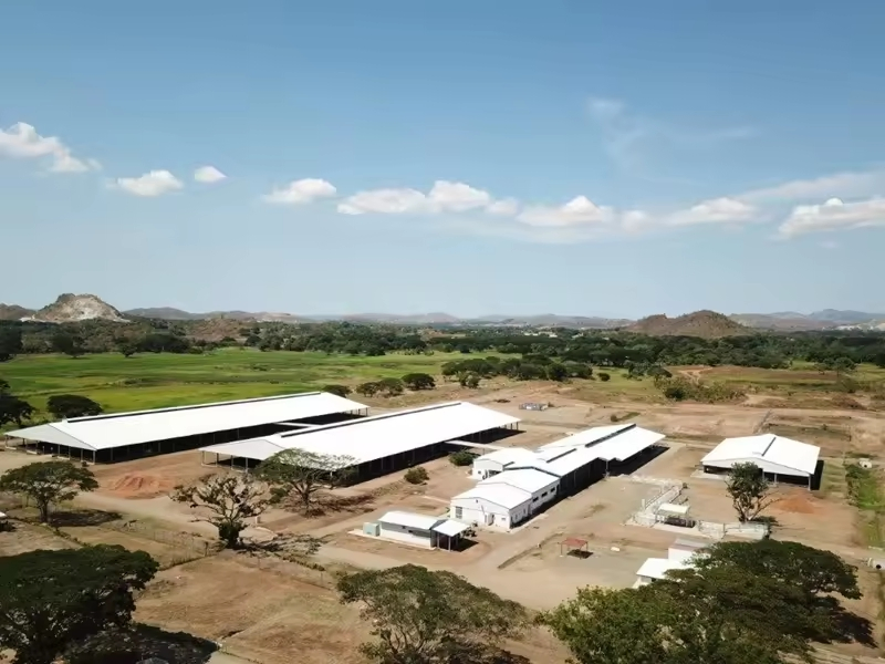 Poultry Shed Prefab Barn Steel Structures Farm Building Dairy Cow Cubicles