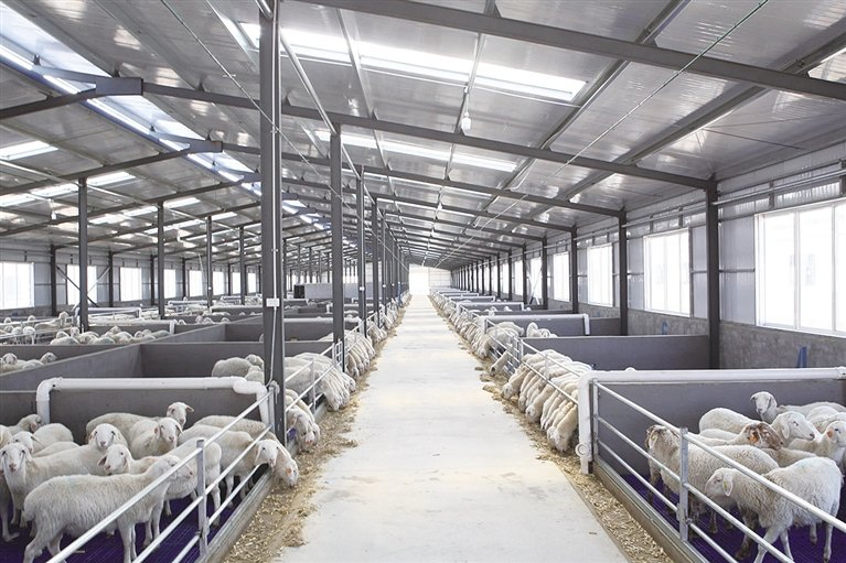 Low Cost Prefab Steel Structure Farm Poultry Metal Frame Factory Direct Supply