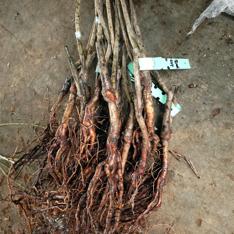 Hot Sell Different Varieties Big Fruit Chinese Bayberry Seedling