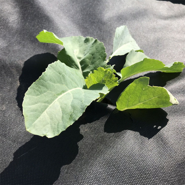 Black Agricultural Non-Woven Fabric Garden Farmland Weed Contro Anti UV