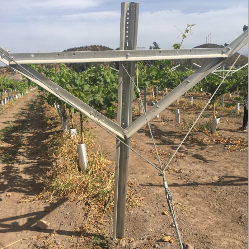 Easy Installation Heavy Duty Y Shaped Open Gable Vineyard Post Trellis System Hot Dipped Orchard Trellis Pillar Stake Accessories Professional Manufacturer