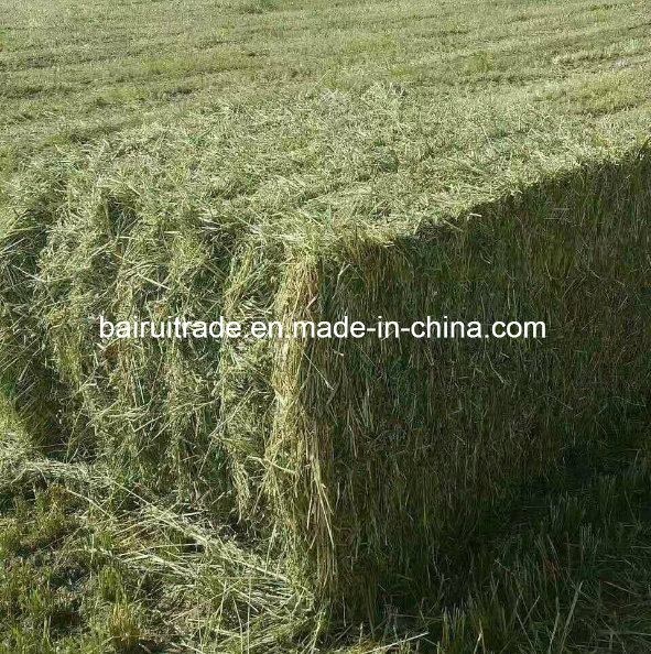 Horse Sheep Grass Feed for Horse