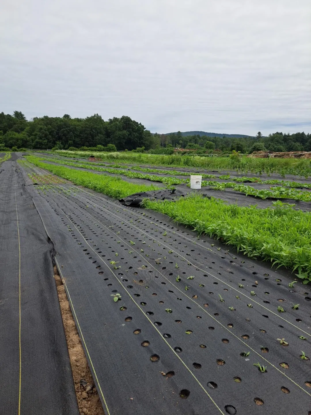 Agricultural Garden Nursery Weed Control Ground Cover/ PP Woven Membrane/Geotextiles/ Weedmat Roll with Best Price