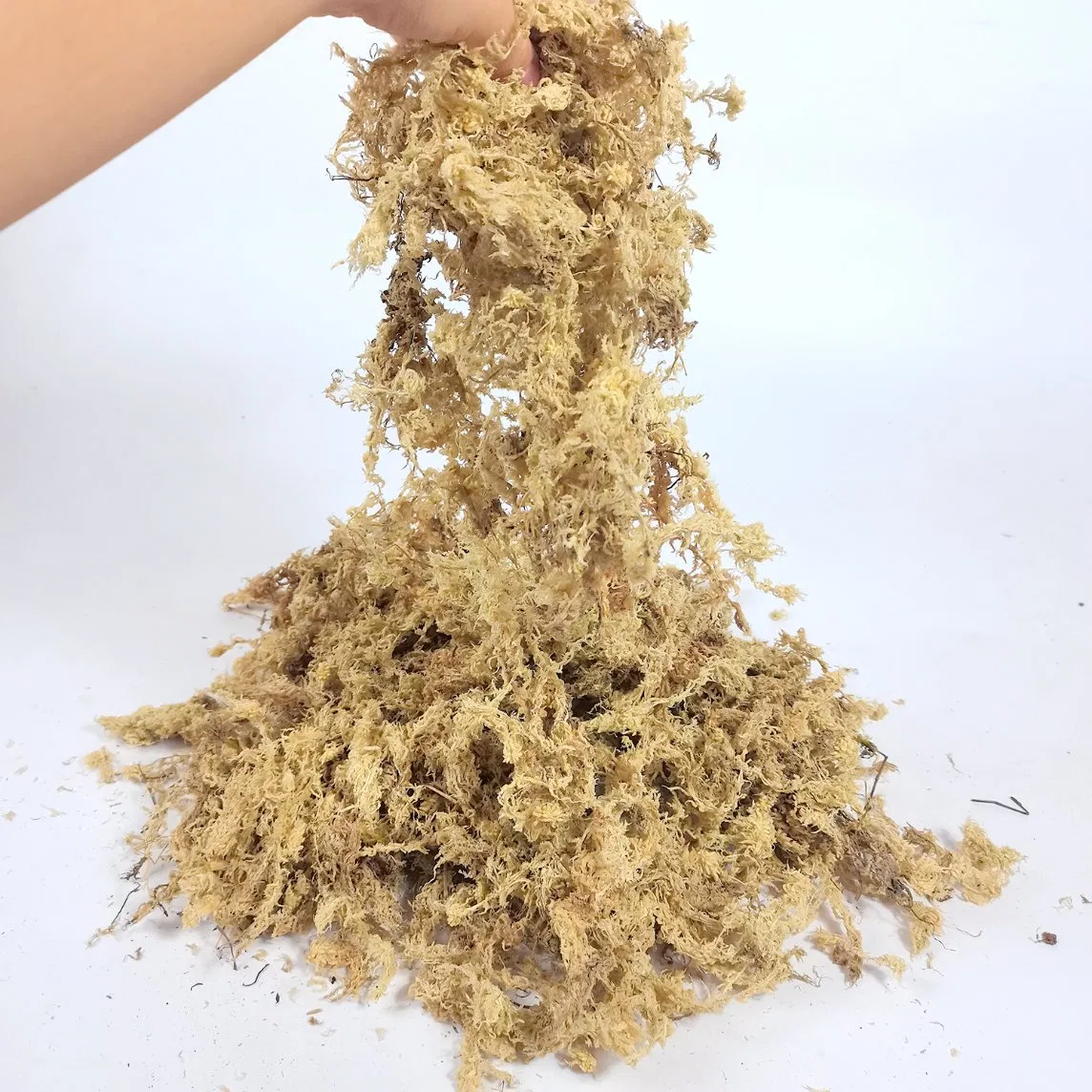 Strong Water Absorption Natural Cushioning Sphagnum Moss for Orchids & Christmas Decor
