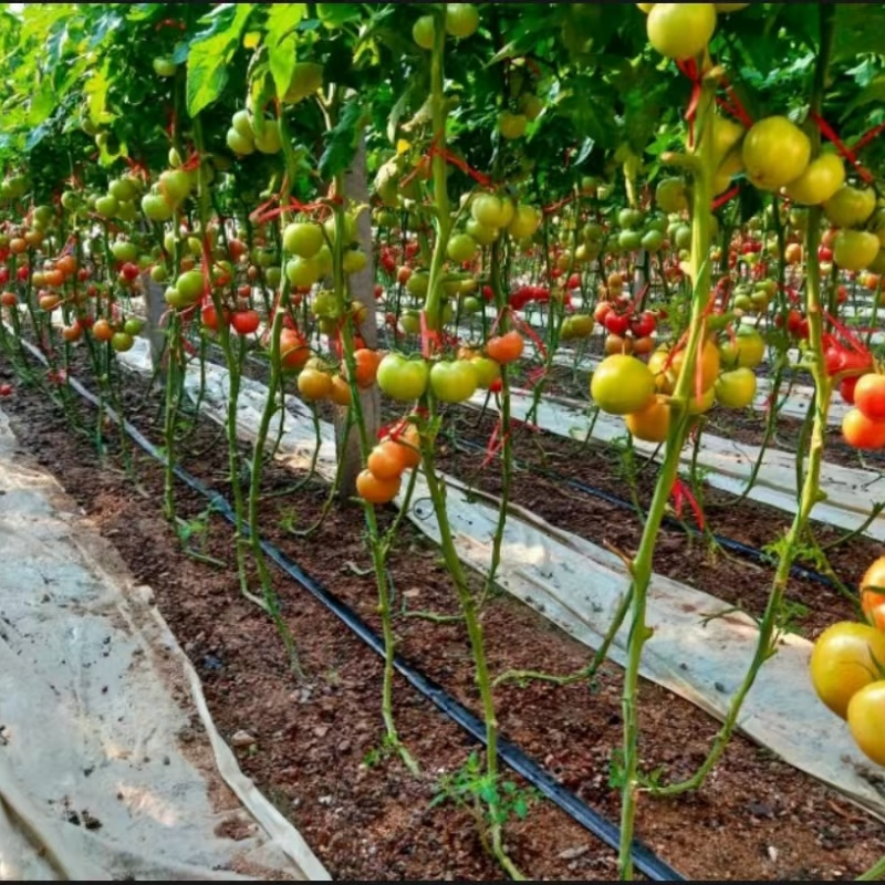 Premium Wholesale Greenhouse Irrigation Systems for Efficient Watering