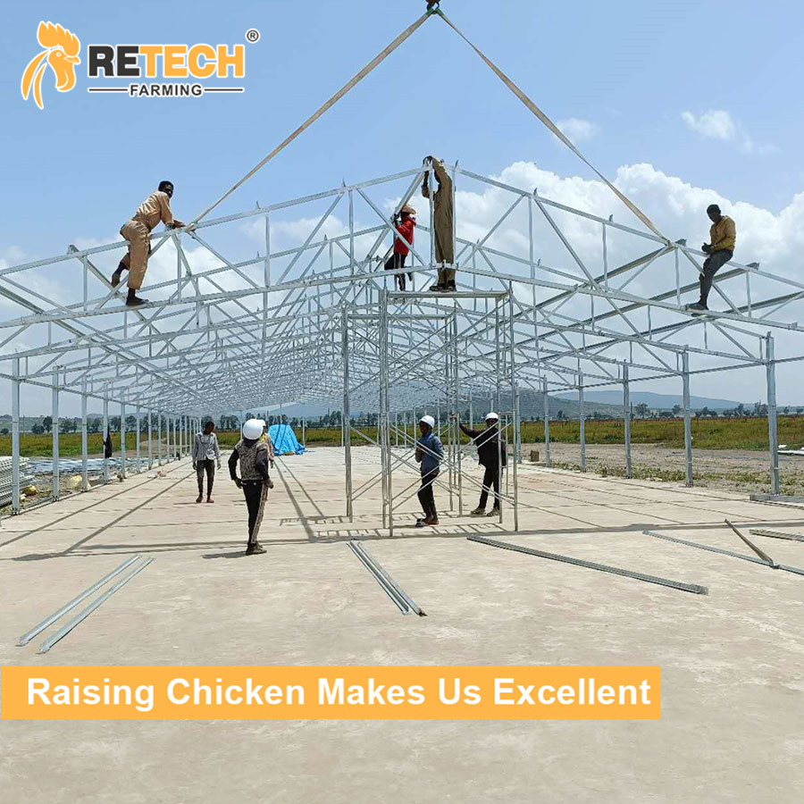 Automatic Chicken Poultry Cages Hot Galvanized Cheap Price Egg Layers Cage Poultry Farm House Free Design