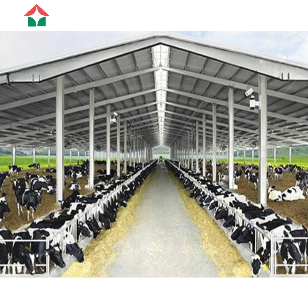 Low Cost Steel Structure Cow Shed Cattle House