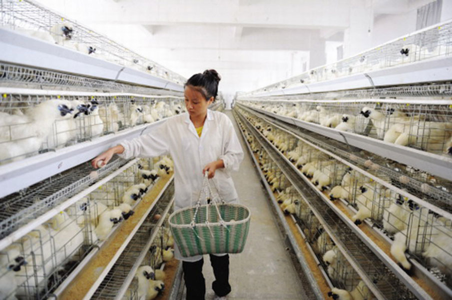 Poultry Farm with a Type Chicken Birds Layer Cage
