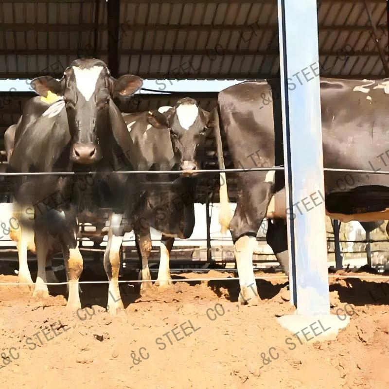 African Market UV Protection Steel Frame Chicken Layer Poultry Farm Building